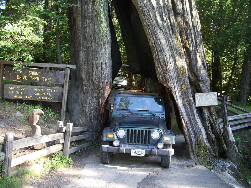 Un coche pasa por el Shrine Drive Thru Tree