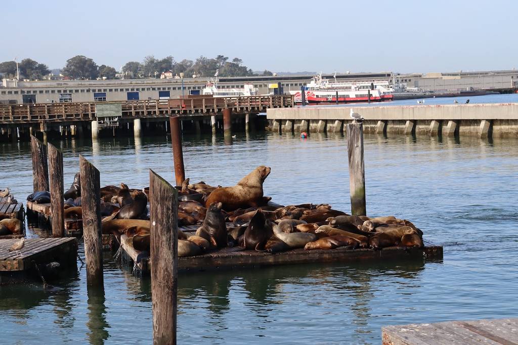 leones marinos en el muelle de San Francisco