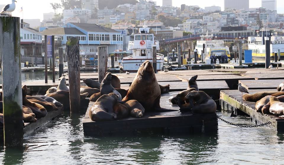 Un enorme león marino estelar llamado «Chonkers» destaca y se está ganando el corazón de todos en el muelle 39 de San Francisco