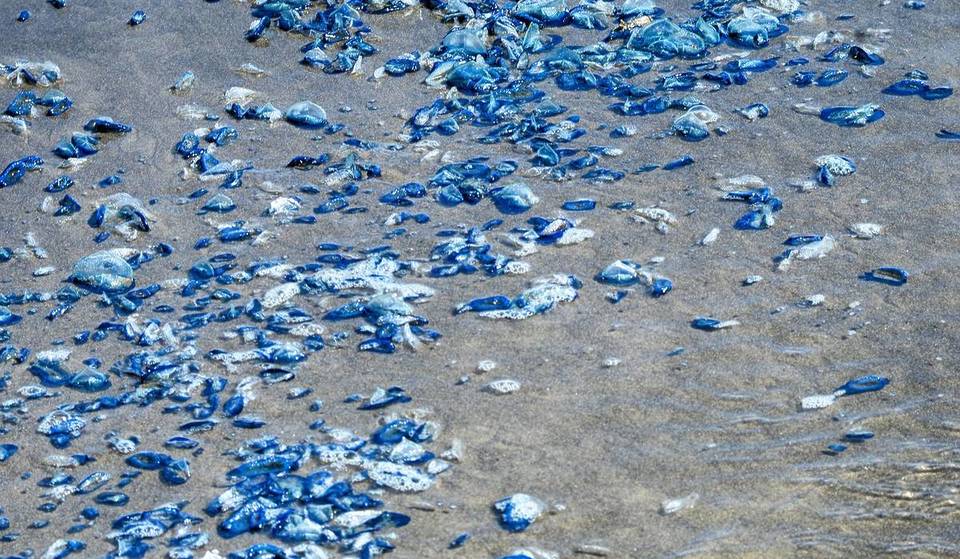 «Hella Velella Velella»: miles de «marineros del viento» vuelven a llegar a las playas del Área de la Bahía