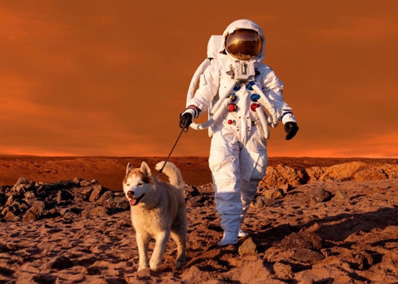 An astronaut walks a dog in Exploratorium space exhibition