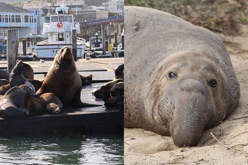 San Francisco’s viral 1,500-pound sea lion, Chonkers, has left Pier 39 — but you can spot even bigger pinnipeds at this coastal reserve just 1.5 hours south