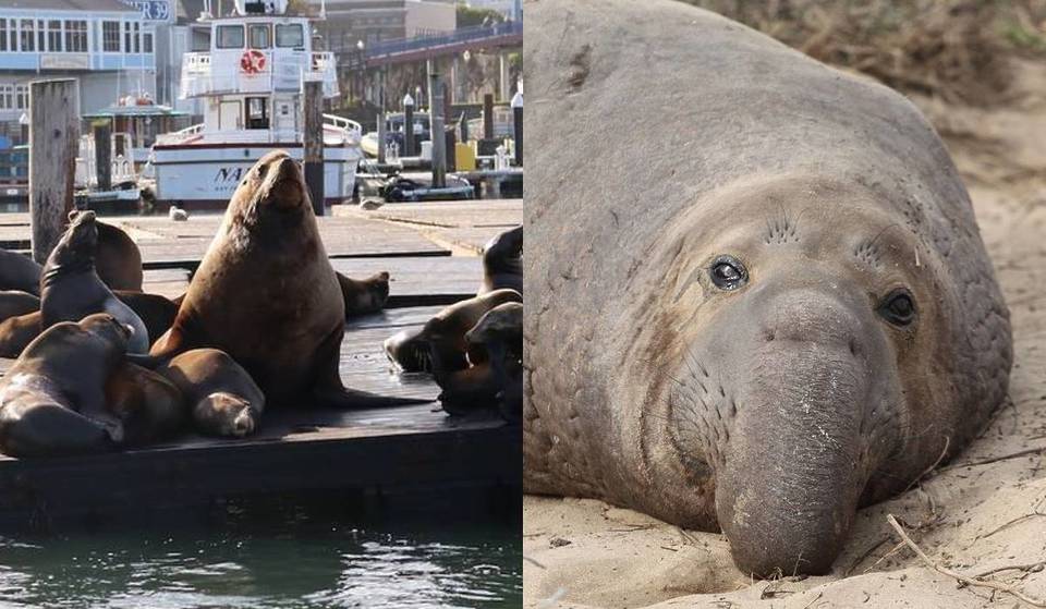 San Francisco’s viral 1,500-pound sea lion, Chonkers, has left Pier 39 — but you can spot even bigger pinnipeds at this coastal reserve just 1.5 hours south