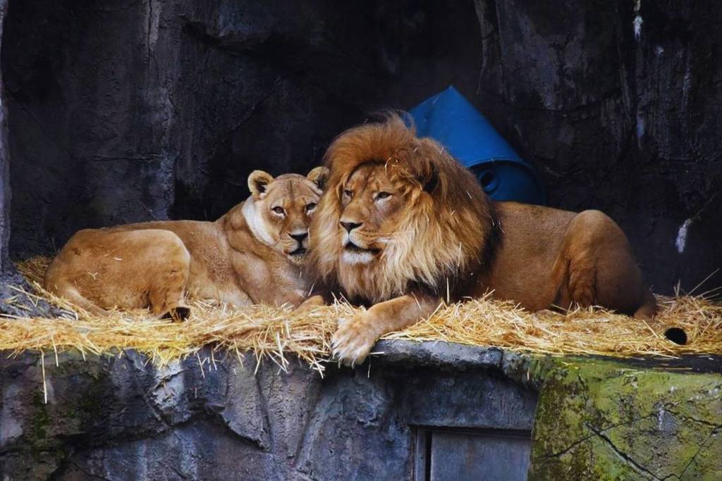 Lions at San Francisco Zoo