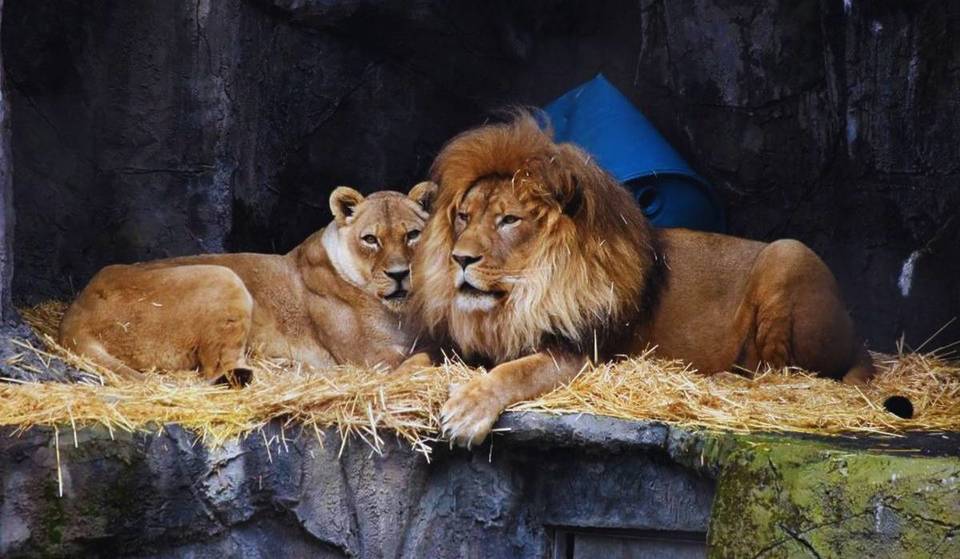 After 86 years, the San Francisco Zoo’s historic Lion House says goodbye to its last two aging big cats
