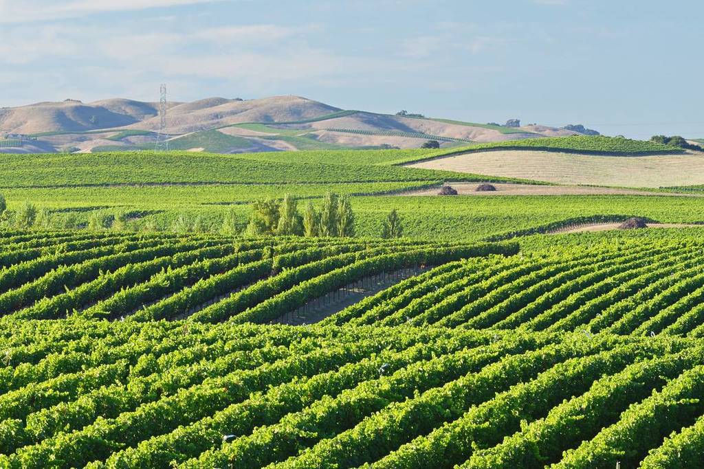Napa Valley vineyard