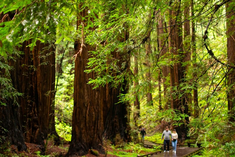 Muir Woods
