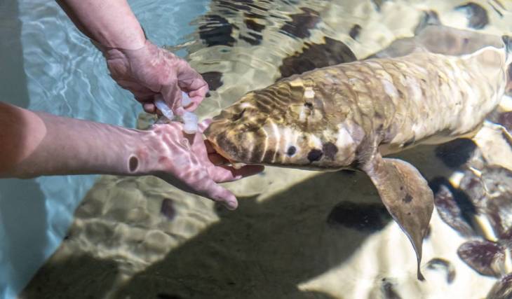 The world’s oldest aquarium fish has quietly resided in this San Francisco museum for 87 years