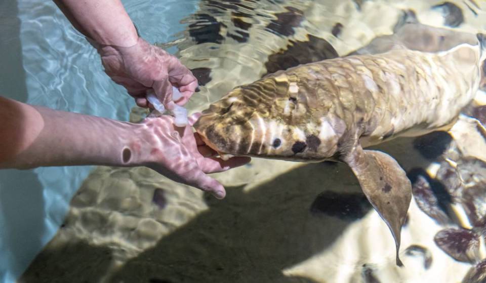 The world’s oldest aquarium fish has quietly resided in this San Francisco museum for 87 years