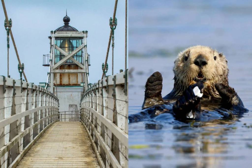 California sea otter and Point Bonita lighthouse