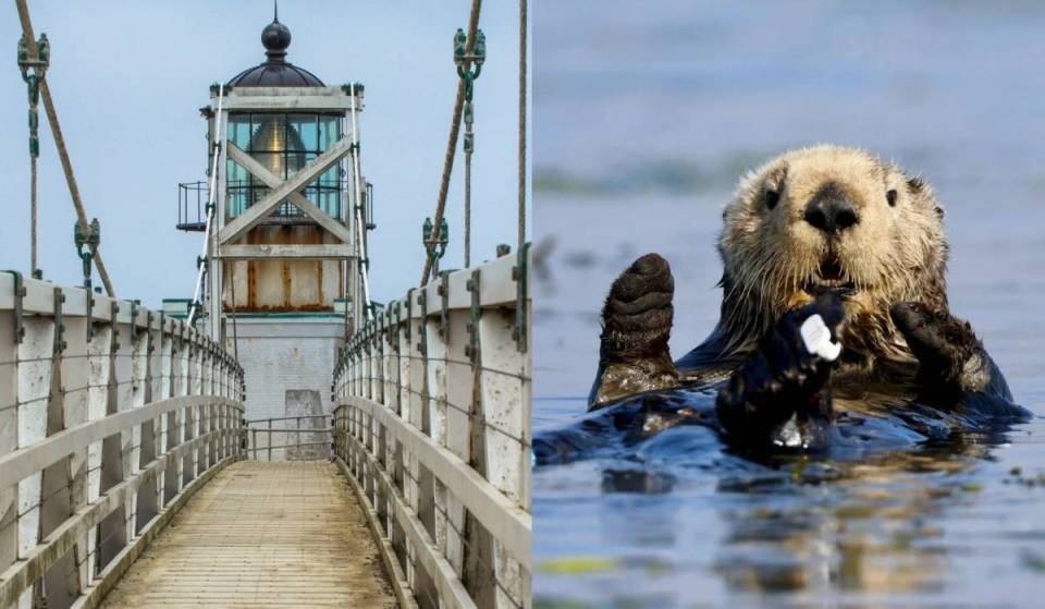 30 minutes from SF, on just 1 day a month, this 1855 lighthouse trail opens to the public — it’s 2 miles away from the world’s largest marine mammal hospital