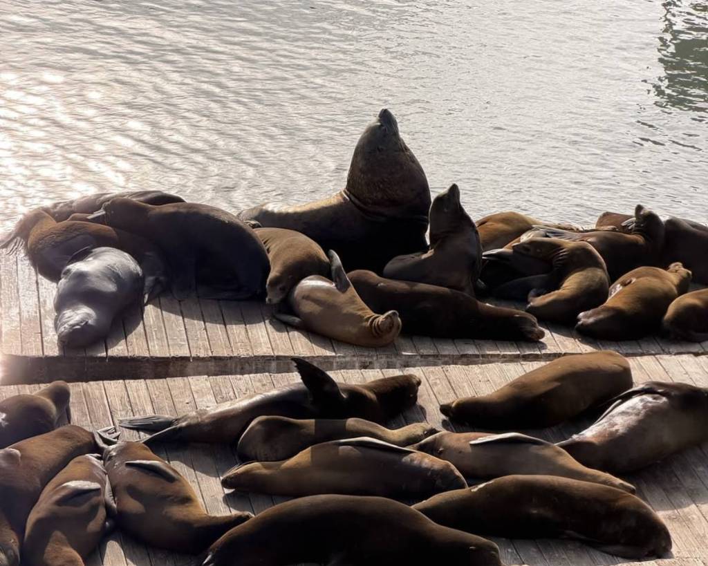 Chonkers 2.0? Another massive Steller Sea Lion has been spotted at San Francisco’s Pier 39