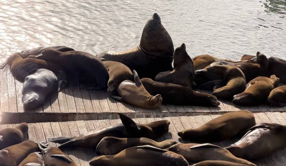 ¿Chonkers 2.0? Se ha visto otro enorme león marino de Steller en el muelle 39 de San Francisco
