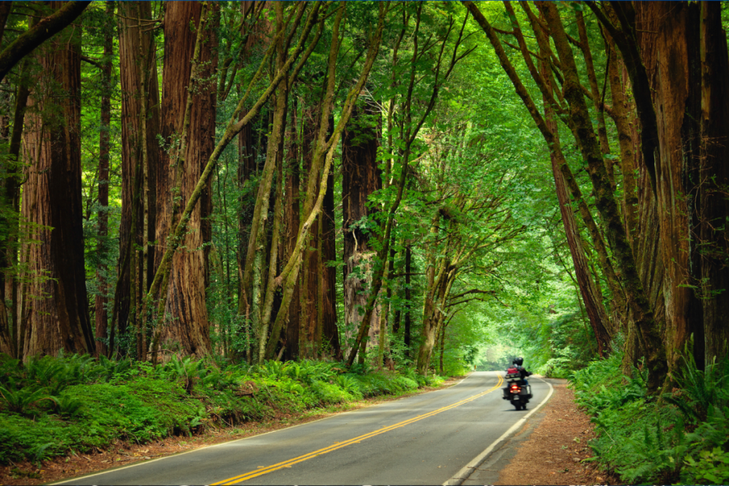Motorcycle riding down Avenue of the Giants