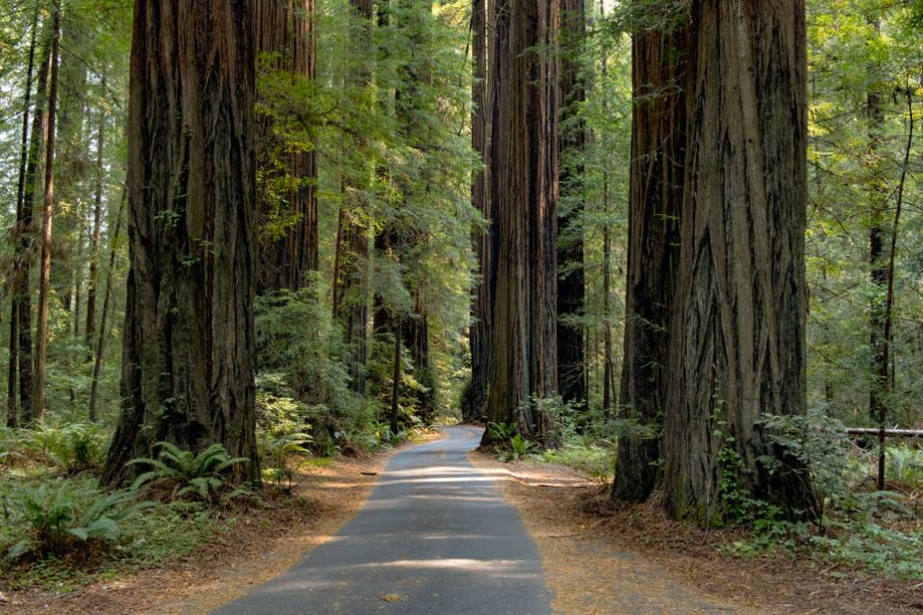 Humboldt Redwoods State Park