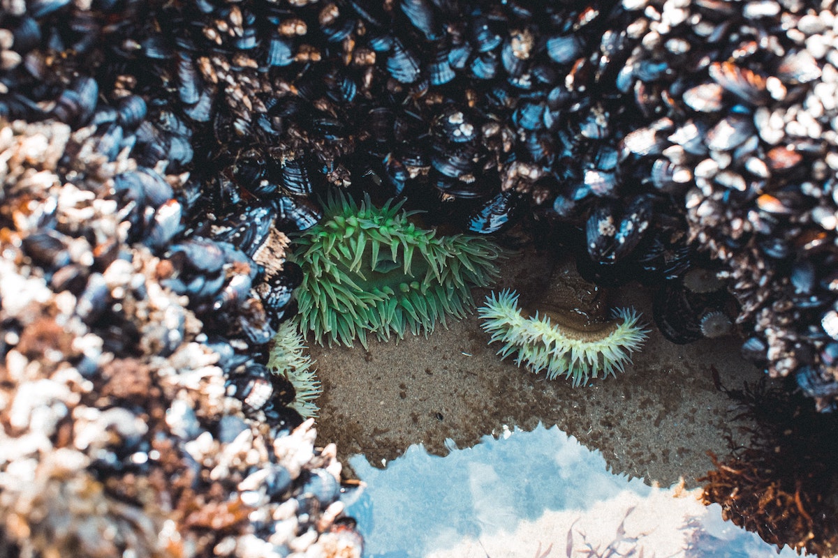 5 Beaches Where You Can Explore Tide Pools In Seattle