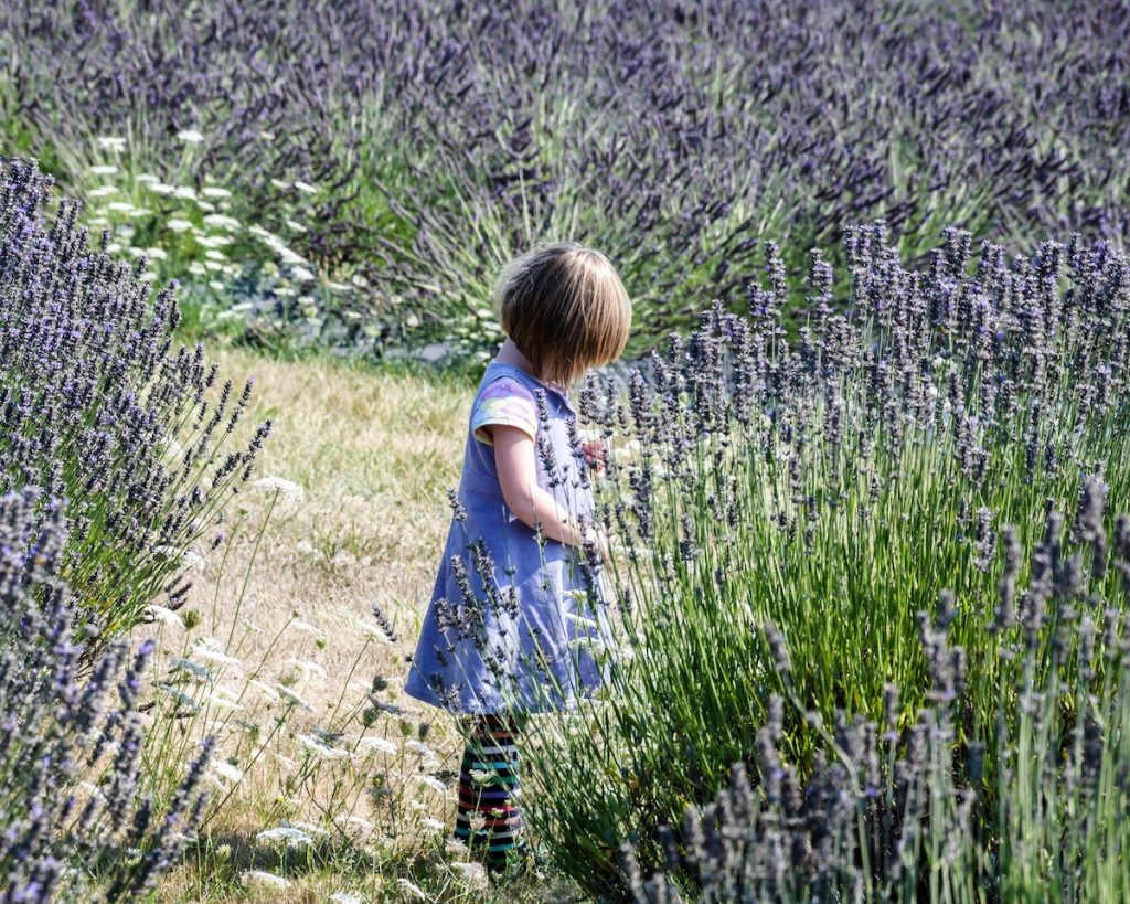 Granja de lavanda de la isla de San Juan