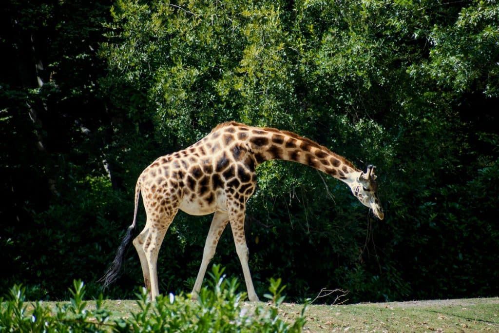 Woodland Park Zoo