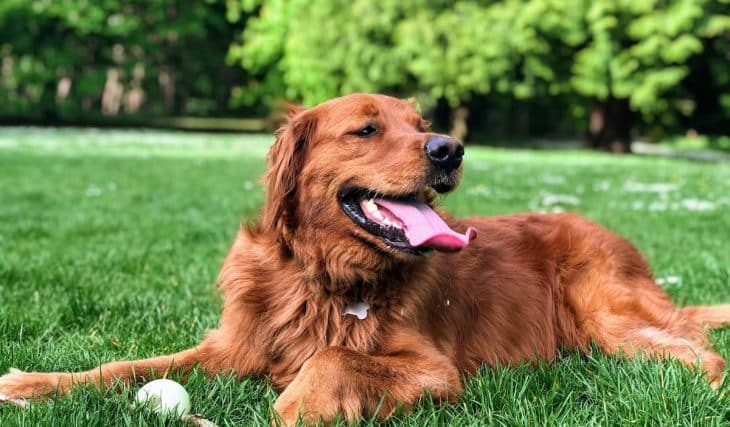 The Top 12 Things To Do With Your Dog In Seattle