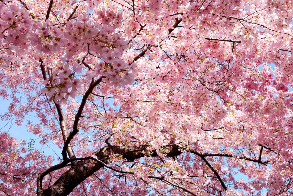 cherry blossoms in seattle