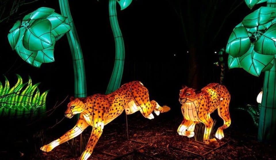 WildLanterns At Woodland Park Zoo Is Back This Winter With New Night Owl Evenings