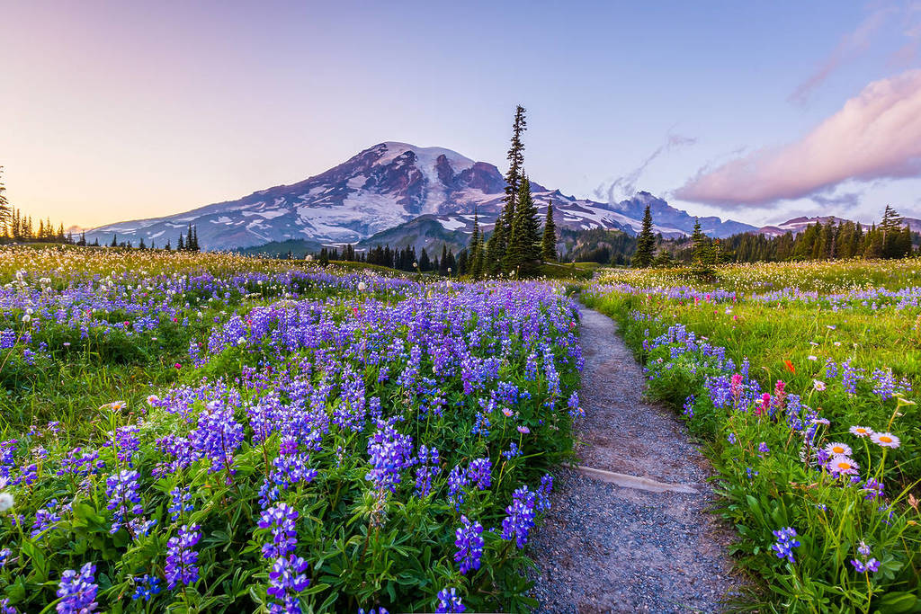 mount rainier national park in washington