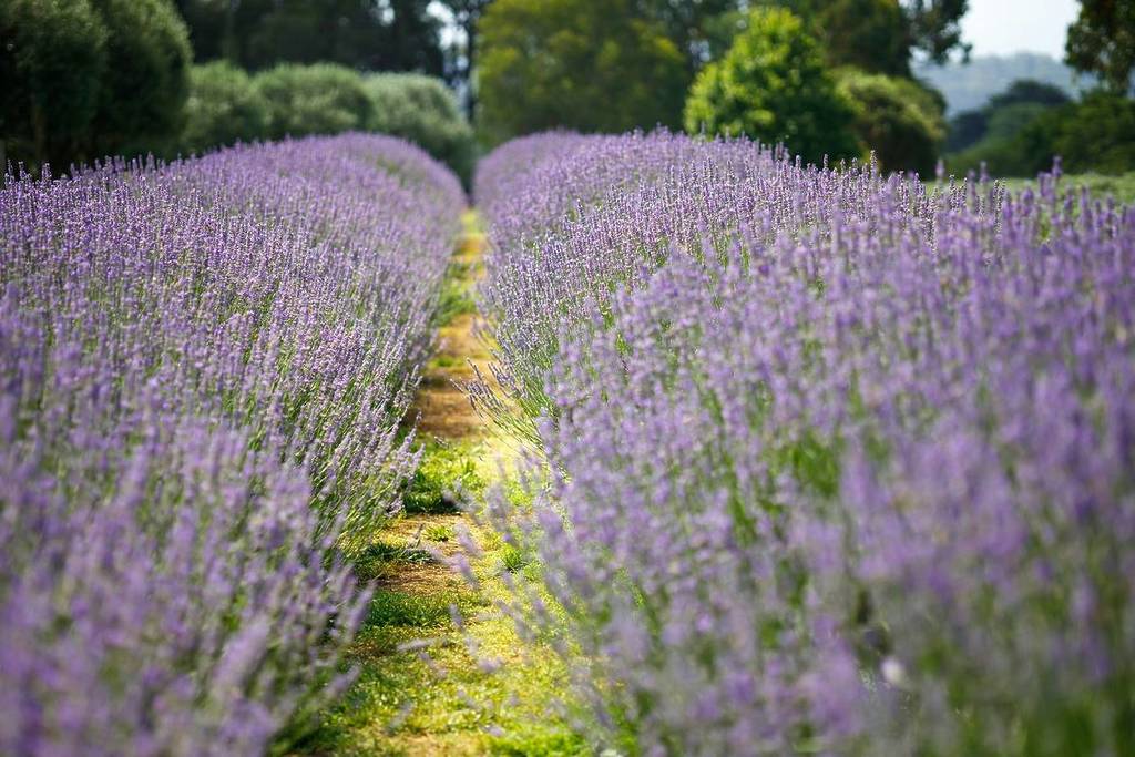 lavender fields near seattle in sequim, washington
