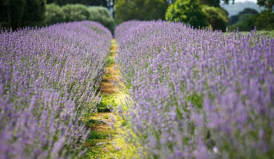 The Lavender Capital Of North America Is Only Two Hours From Seattle—And The Fields Are In Peak Bloom