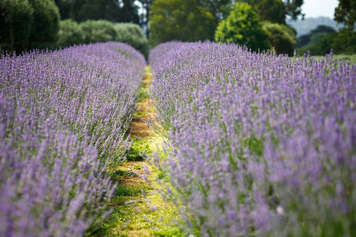 lavender fields near seattle in sequim, washington