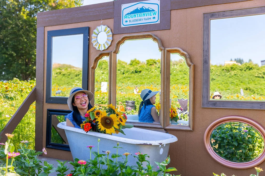 Mountainview Blueberry Farm sunflower festival