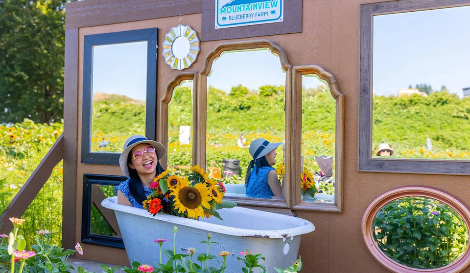 Aproveche al máximo el verano en estos 7 festivales de girasoles cerca de Seattle