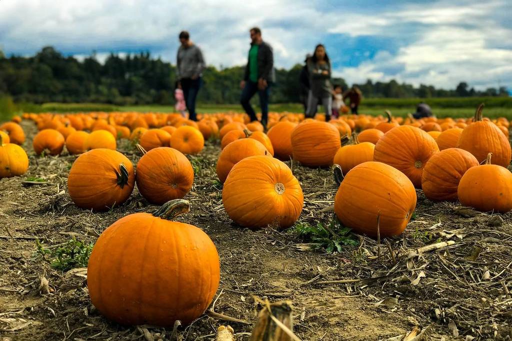huertos de calabazas cerca de seattle