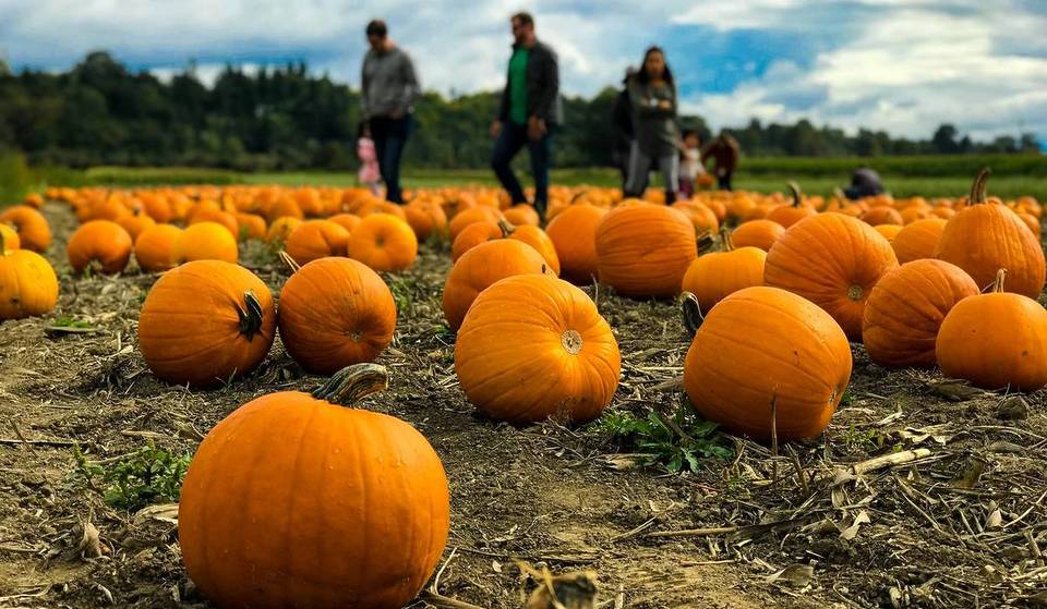 The 8 Best Pumpkin Patches Near Seattle For Fall Fun And Festivities This Year