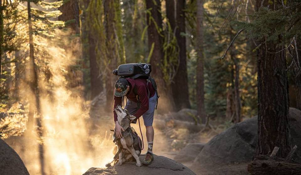 Las 5 mejores rutas de senderismo aptas para perros del área de Seattle, incluido un bosque isleño que se considera uno de los secretos mejor guardados del condado de King