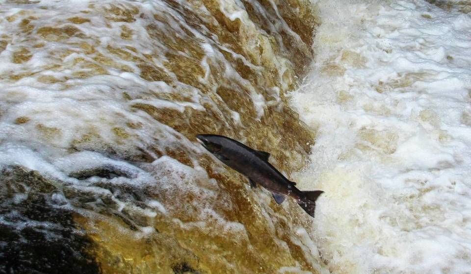 Celebrate The Return Of Salmon In Seattle At Carkeek Park’s Signature Fall Event This Weekend