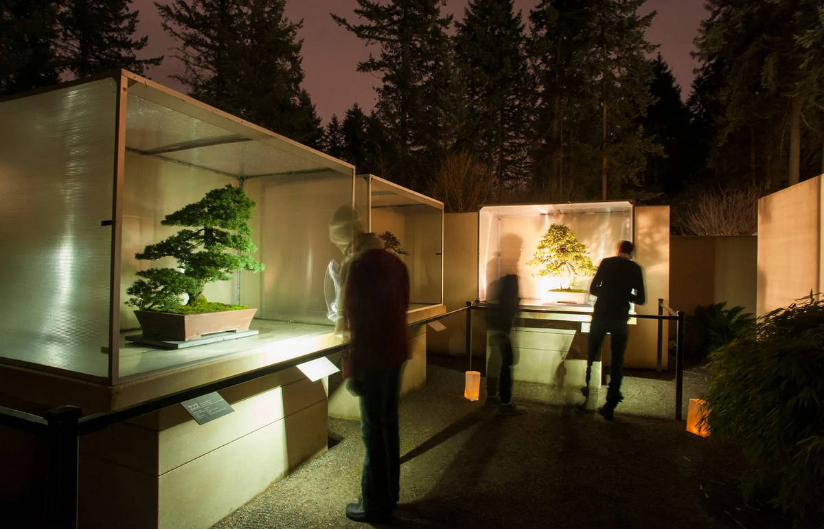 Pacific Bonsai Museum / Winter Bonsai Solstice