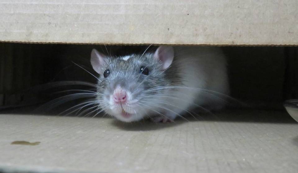 Here’s What To Do If There’s A Rat In Your Toilet: A PSA For Western Washington After Heavy Rain And Flooding