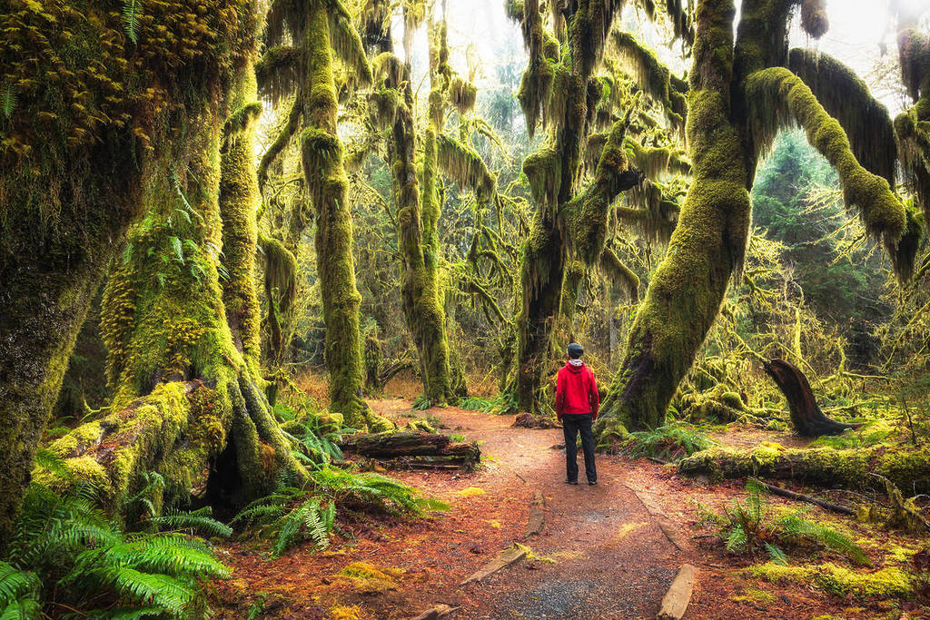 Hoh Rain Forest in the Olympic National Forest