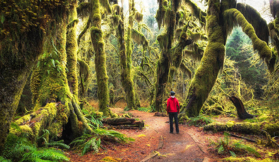 Want To Live Rent-Free In A National Park In Washington This Summer? Here’s How