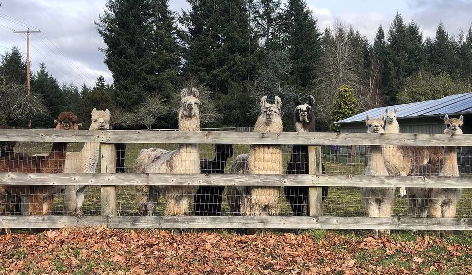 Walk A Llama Through A Rainforest Under The Peak Of Mt. Rainier