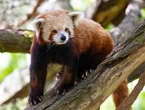 Walk Among Red Pandas In The Treetops at Woodland Park Zoo’s New Forest Trailhead Exhibit This May