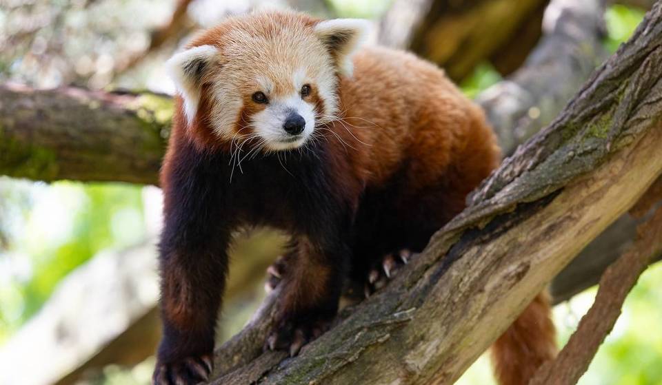 Walk Among Red Pandas In The Treetops at Woodland Park Zoo’s New Forest Trailhead Exhibit This May