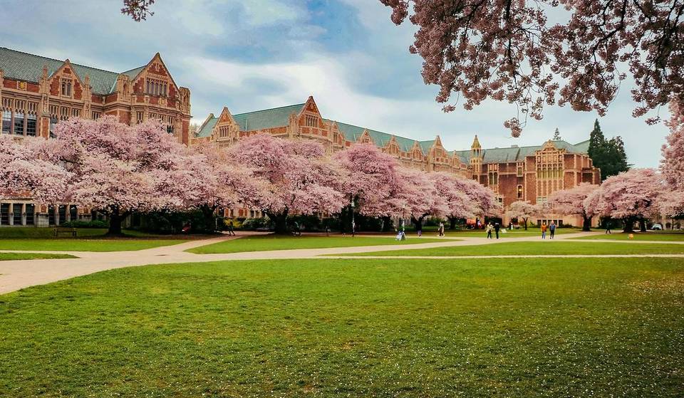 Cherry Blossoms After Dark: U District Cherry Blossom Festival Debuts Night Blossoms Event This March