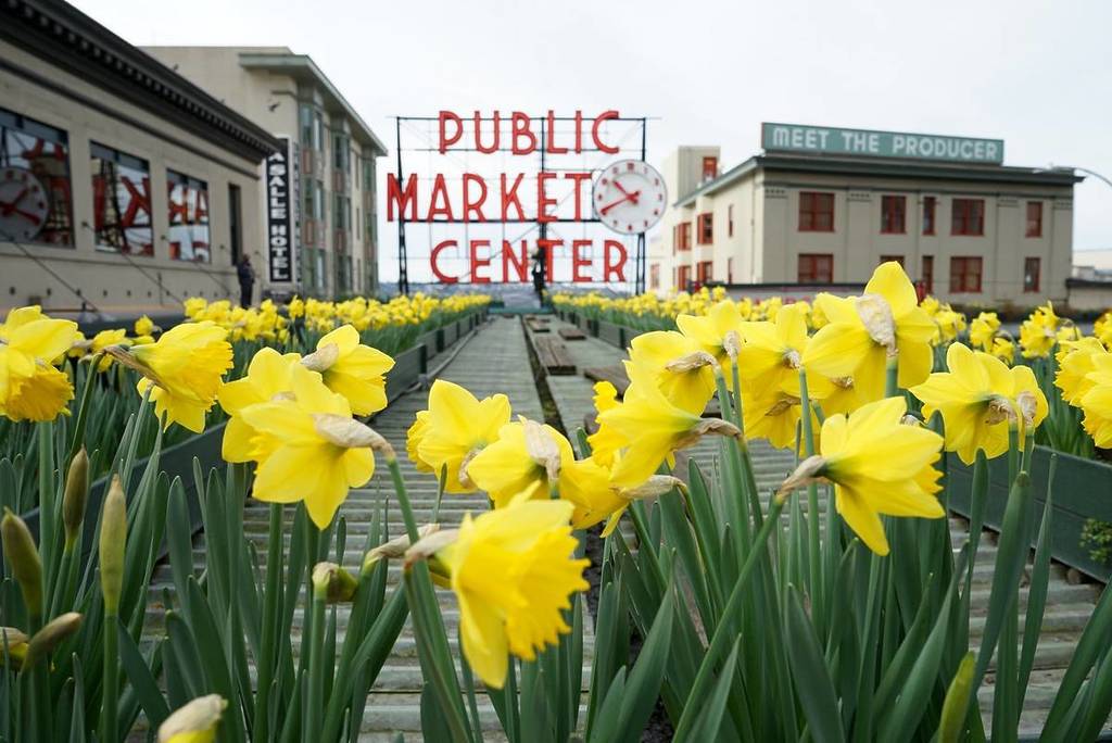 daffodil day Pike Place Market