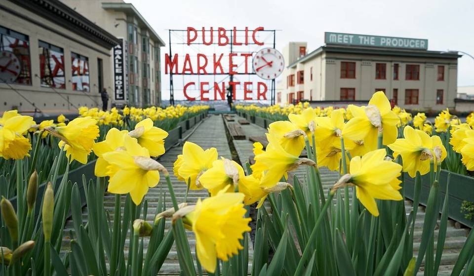 Welcome The First Day Of Spring With Free Daffodils At Pike Place Market
