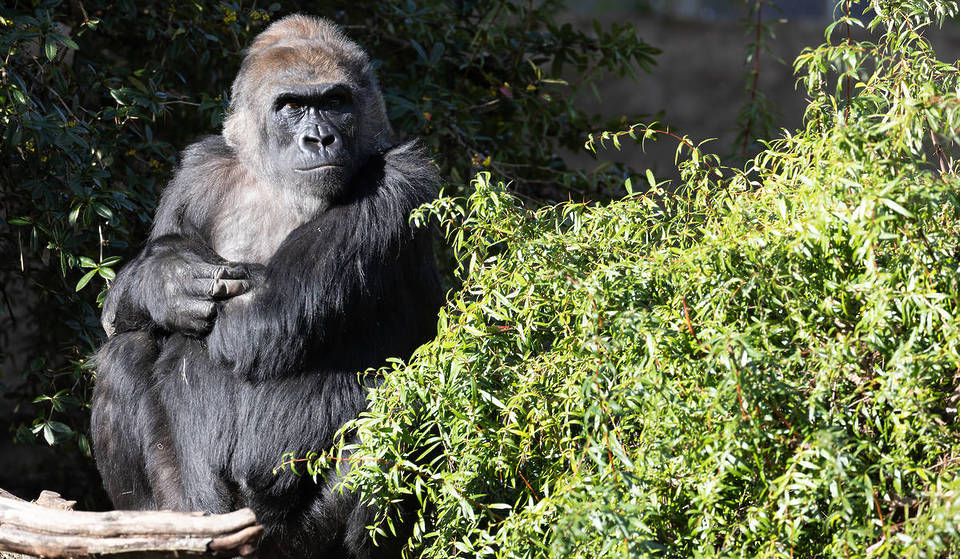 Double the Cuteness: Two Baby Gorillas Due At Seattle’s Woodland Park Zoo This May