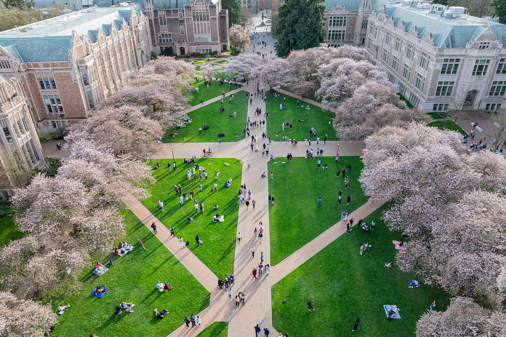 Cerezos en flor de la Universidad de Washington