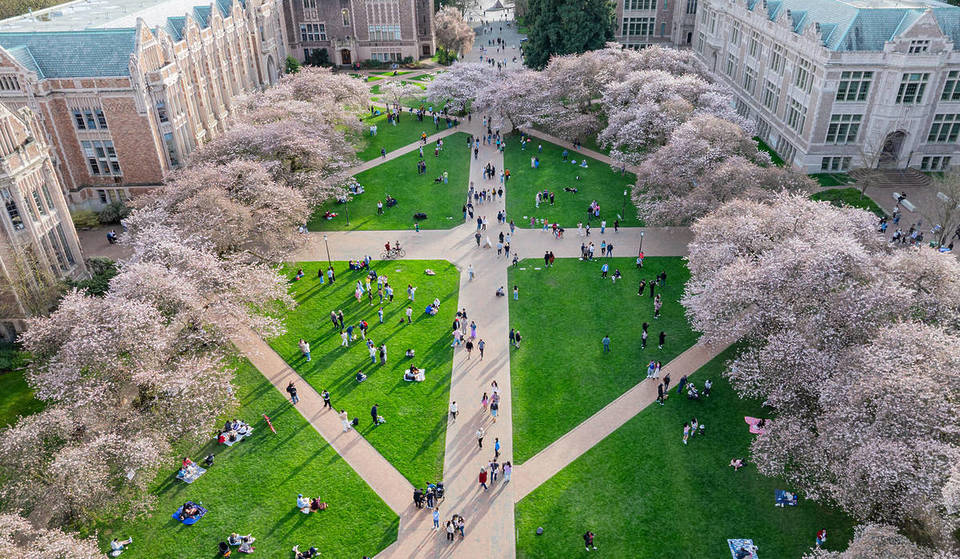 The Best Time To See The UW Cherry Blossoms In Seattle: Here’s When Peak Bloom Is Expected This Spring