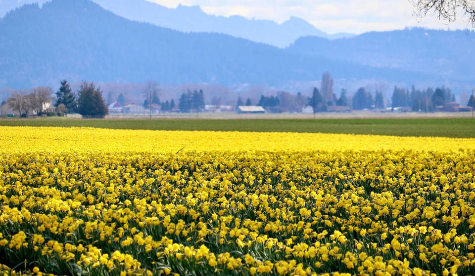 Forget the Tulips: The 2026 Skagit Daffodil Festival Is This Spring’s “Hidden” Escape