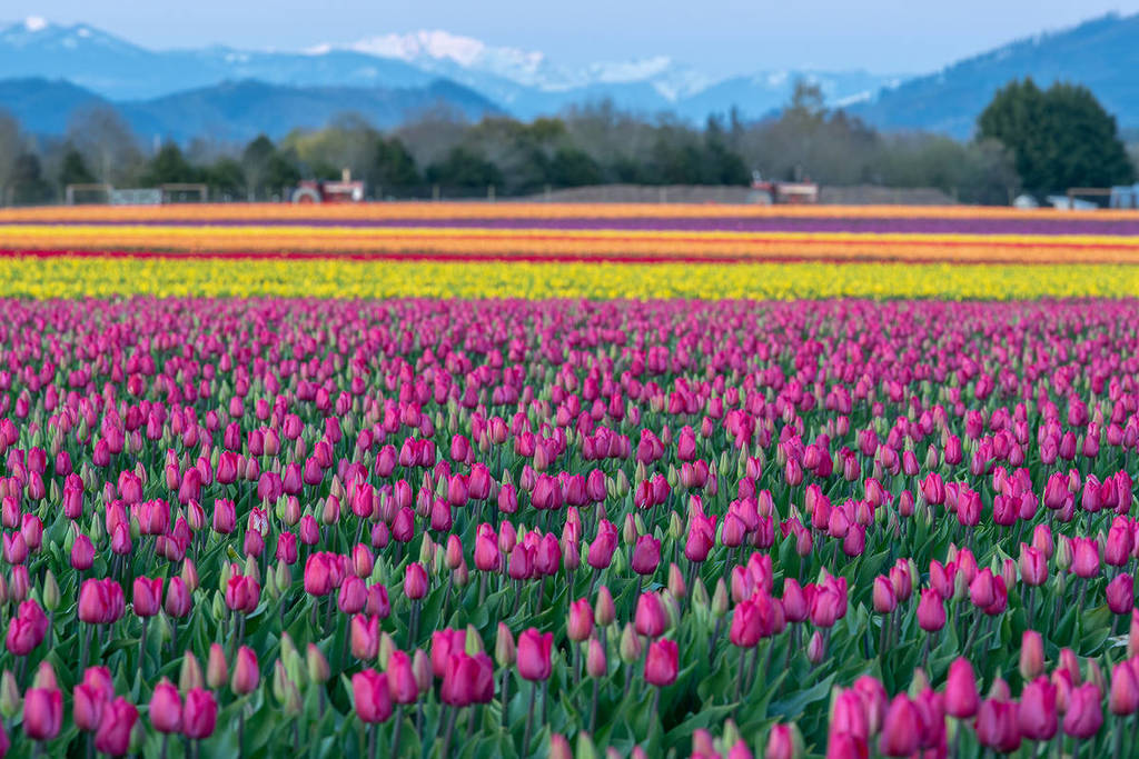 Skagit Valley Tulip Festival